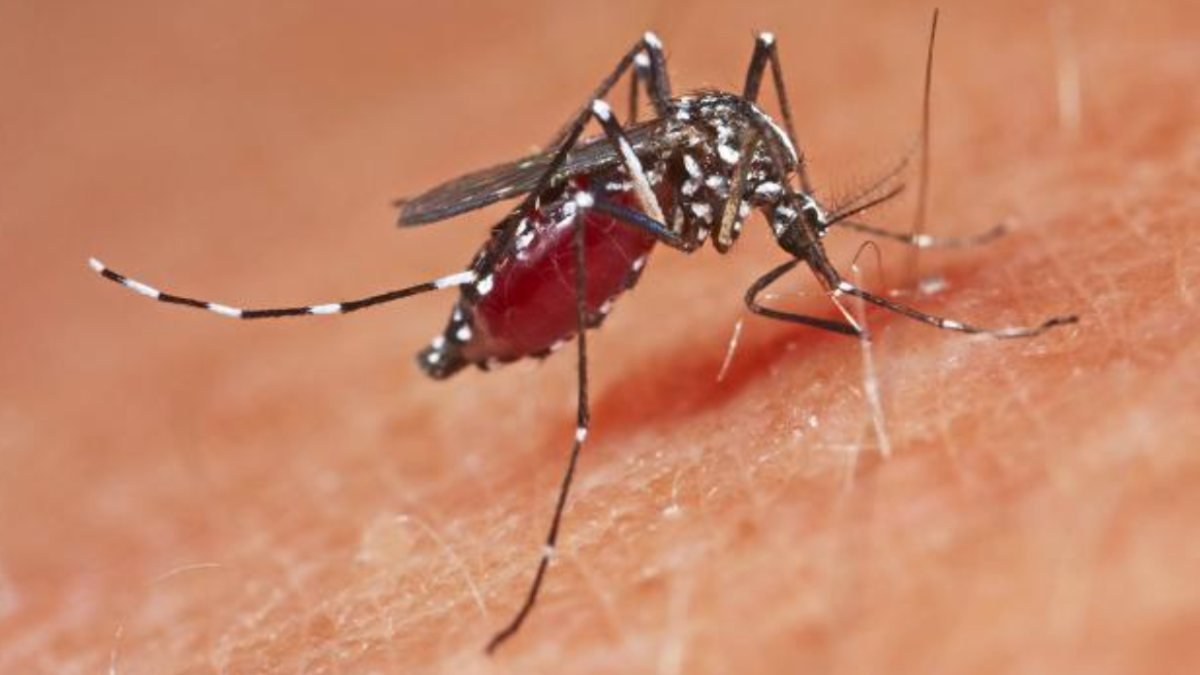 Yunanistan'da Batı Nil Virüsü vakaları artıyor