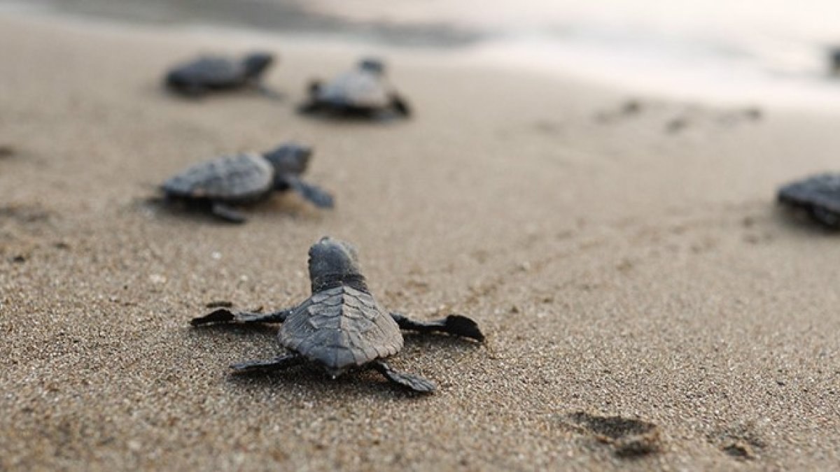 Muğla'da 40 bin yavru caretta caretta denize doğru yola çıktı