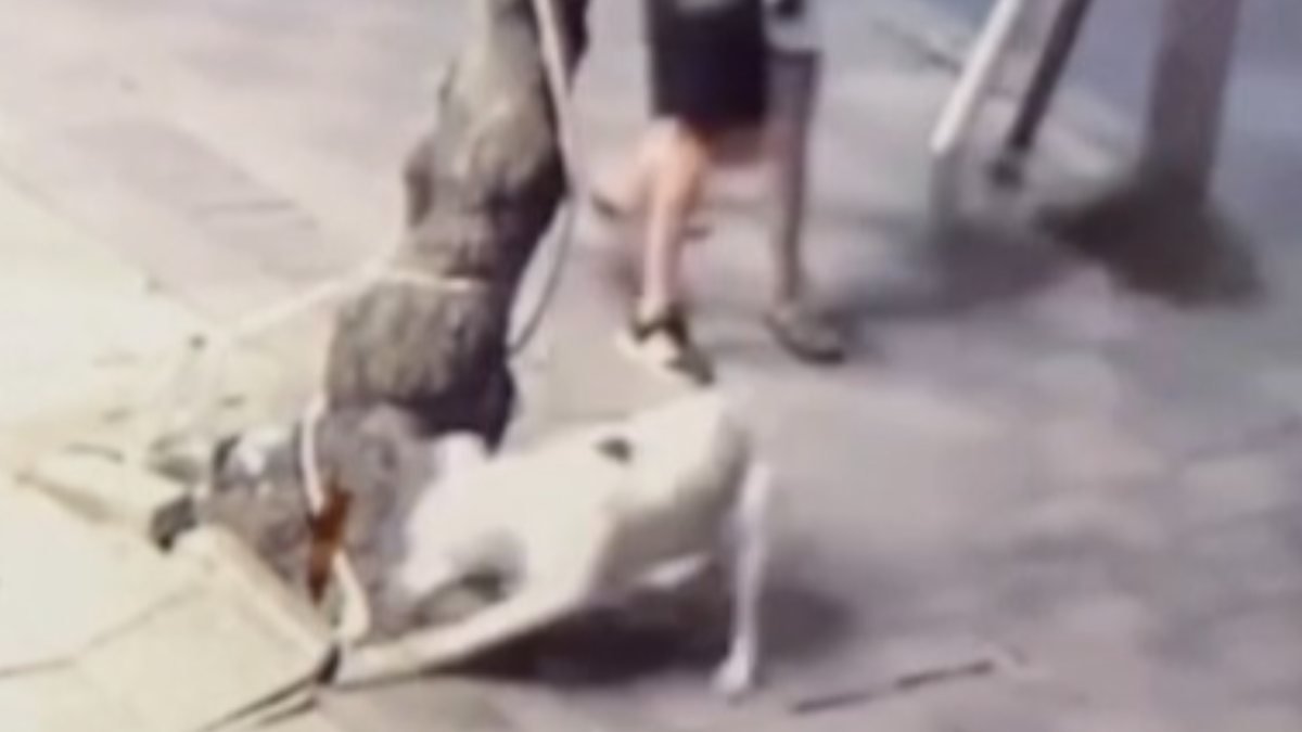 Zeytinburnu’nda sahipli pitbull, uyuyan kediyi parçaladı