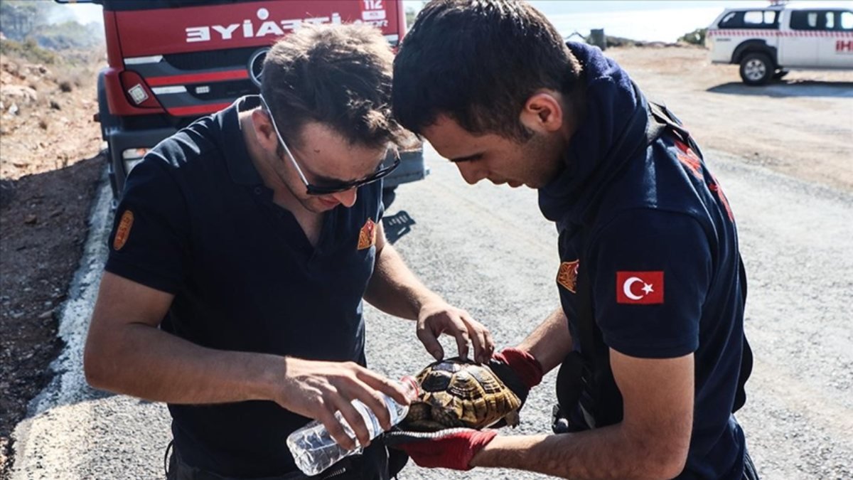 Mersin'de yangın bölgesindeki kaplumbağaya yardım eli
