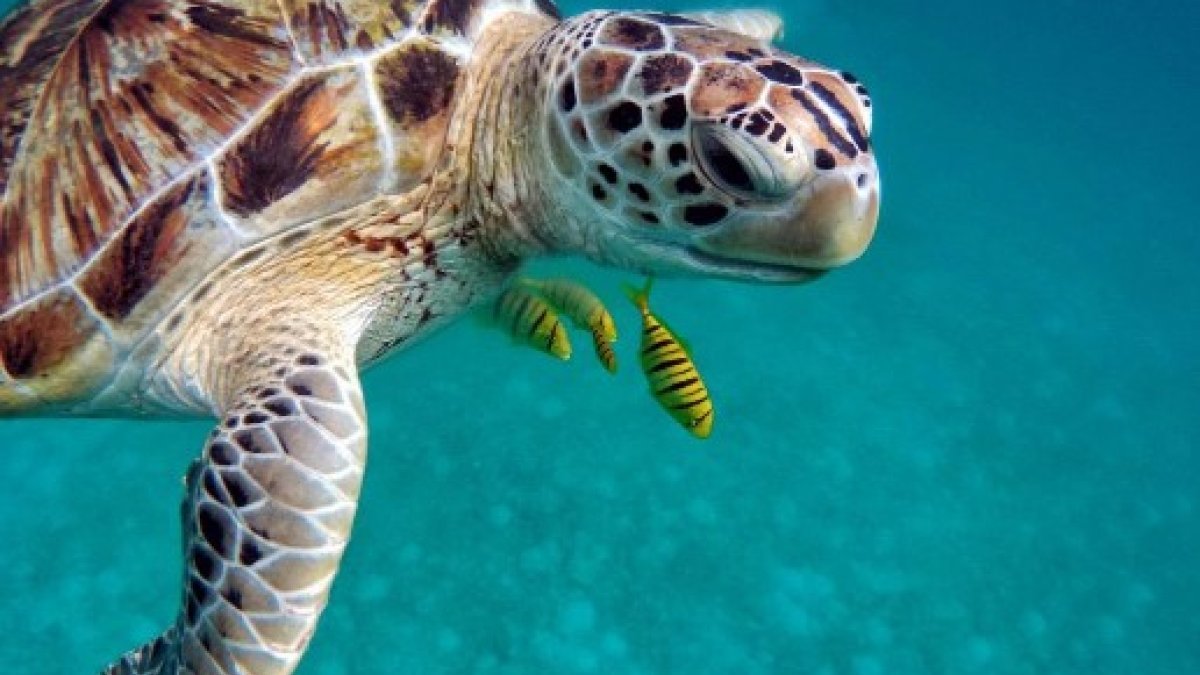 30 yılda 1.1 milyon deniz kaplumbağası öldürüldü