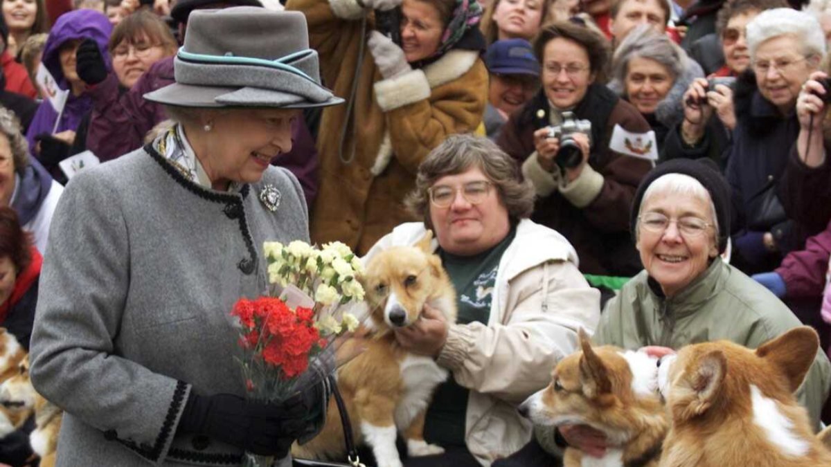 İngiltere'de Kraliçe Elizabeth'in köpeklerinin geleceği konuşuluyor