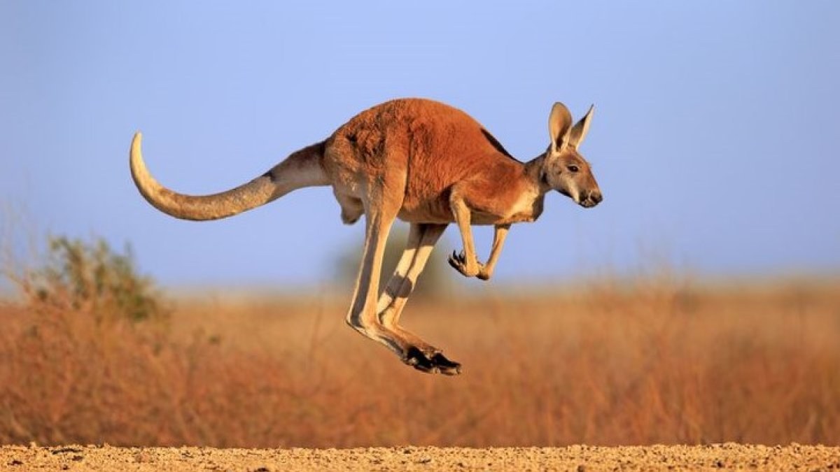 Avustralya’da bir kişi, evinde baktığı kanguru tarafından öldürüldü