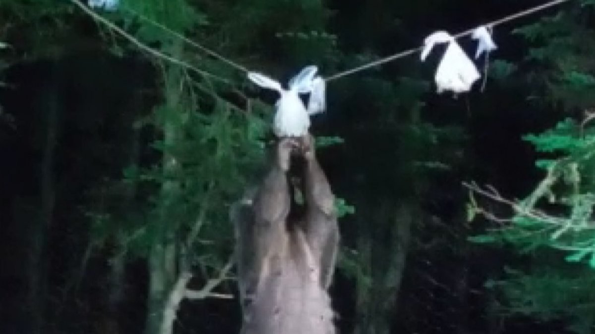 Bursa'da acıkan ayı, ağaca tırmanıp kampçıların yemeğini aldı
