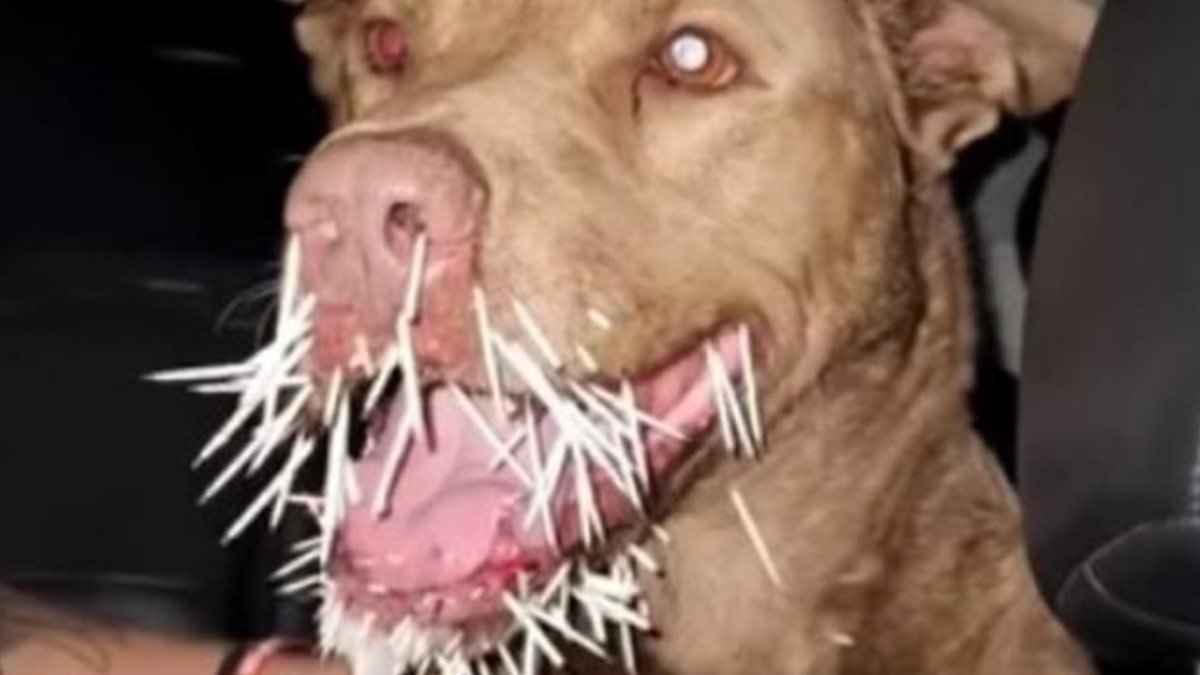 ABD'de pitbull cinsi köpek kirpi tarafından öldürüldü