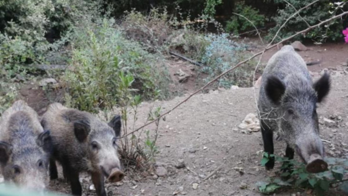 Muğla'da orman yangınından kaçan domuz sürüsü otelde karnını doyurdu