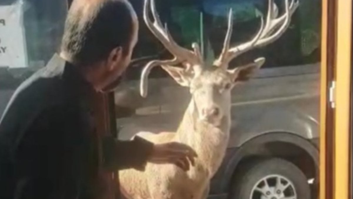 Manisa'da restoran şefinin geyikle muhabbeti gündem oldu