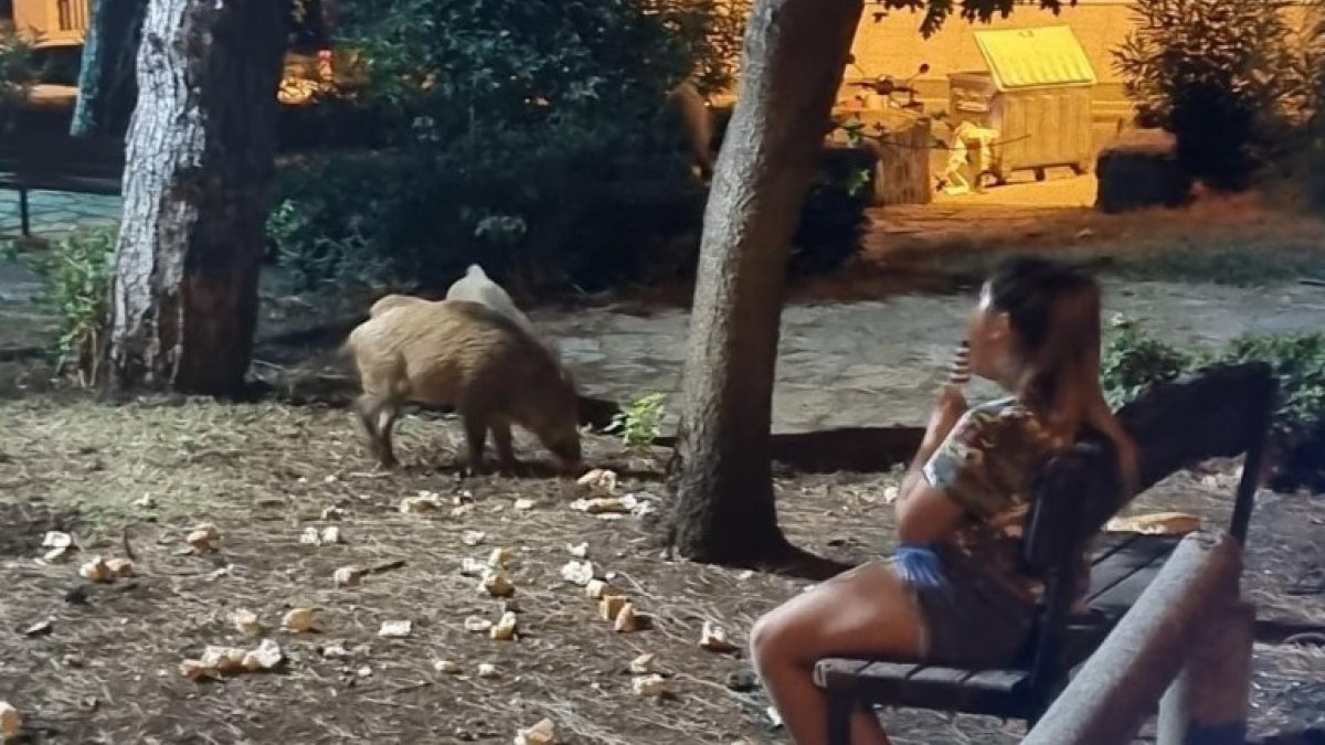 Marmaris'te küçük kız, domuzlar yemeklerini yesin diye bankta onları bekledi