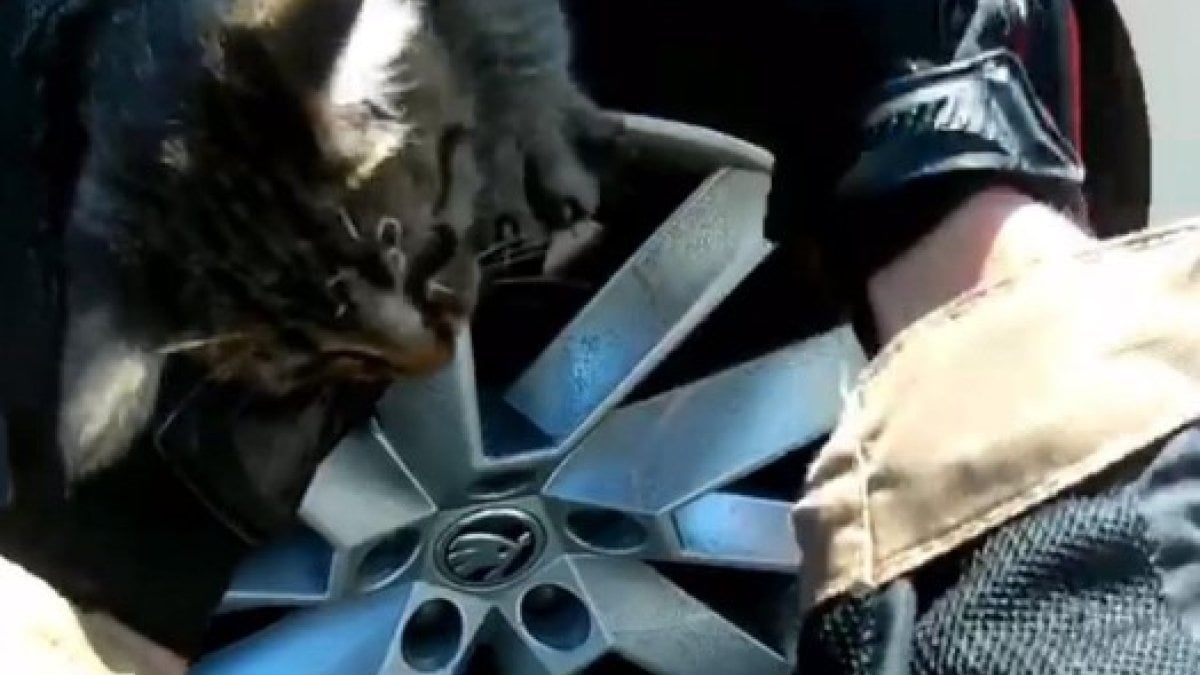 İzmir'de motosiklet sürücüsünün dikkati yavru kediyi ölümden kurtardı