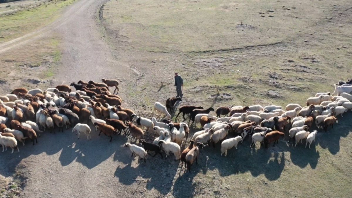Tokat'ta drone sesinin sürüyü dağıtmasına sinirlenen çoban nacak fırlattı