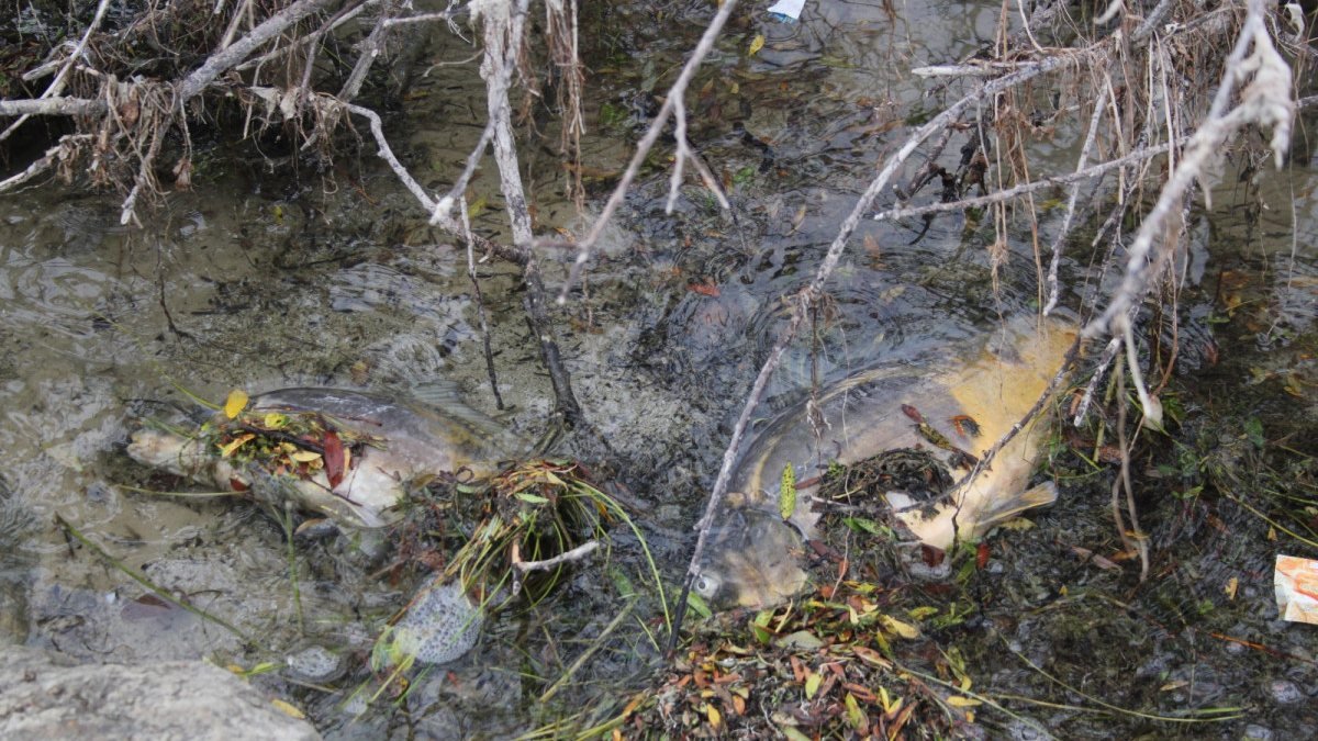Bolu’da, içme suyu barajındaki balık ölümleri korkuttu