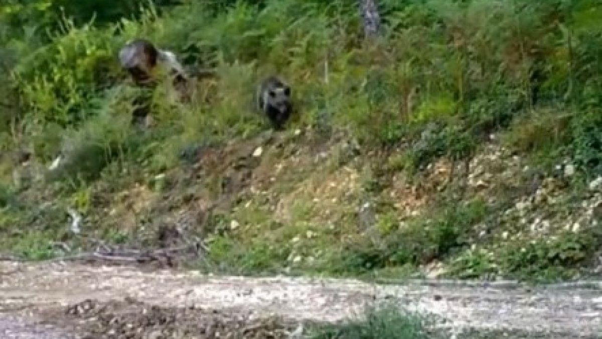 Düzce'de bal komasına giren ayı 'Balkız' yeniden görüldü