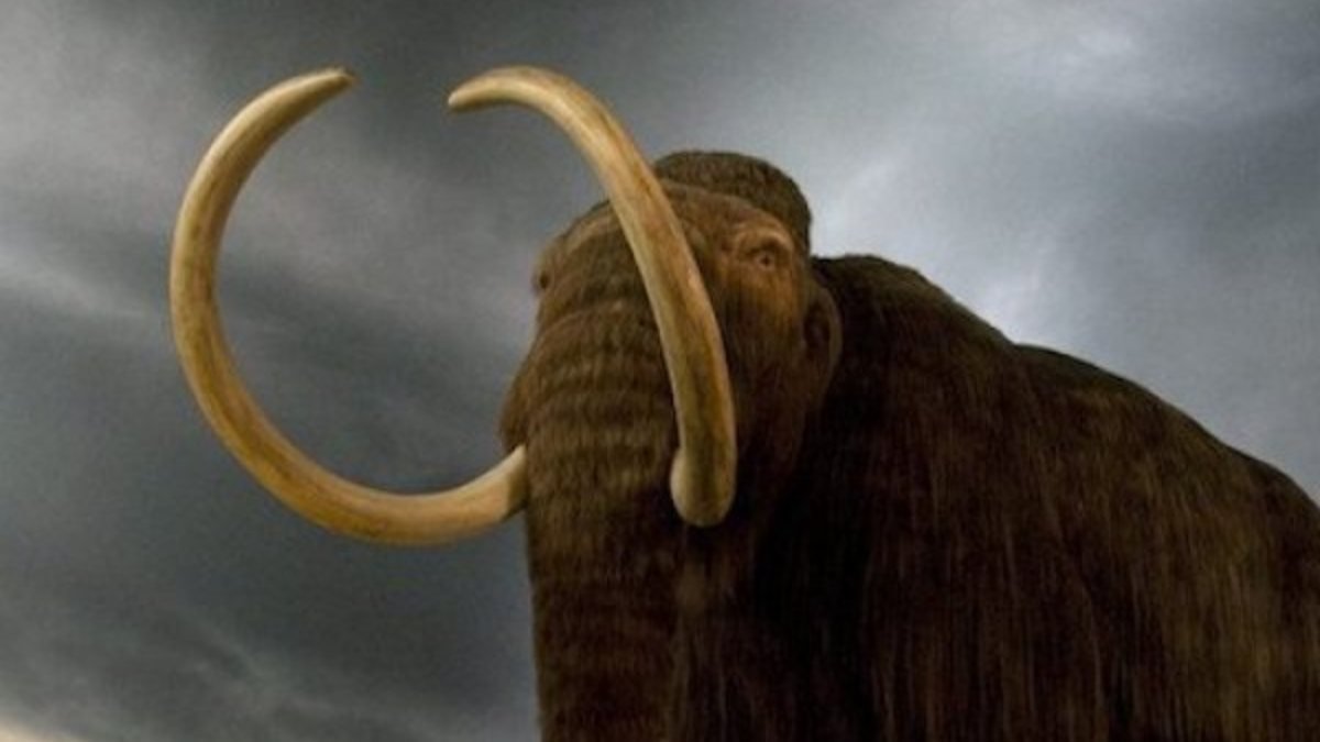 Bilim insanları, 4 bin yıl önceki mamutları geri getirmek istiyor
