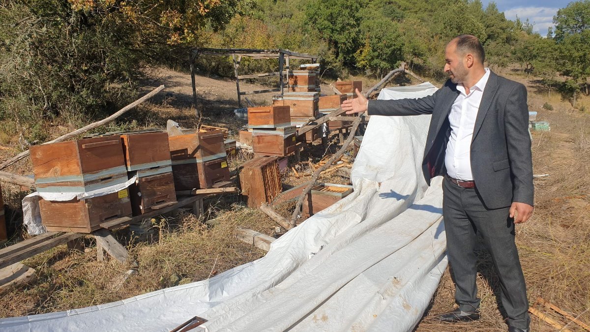 Bursa'da ayılar, arı çiftliğini talan etti