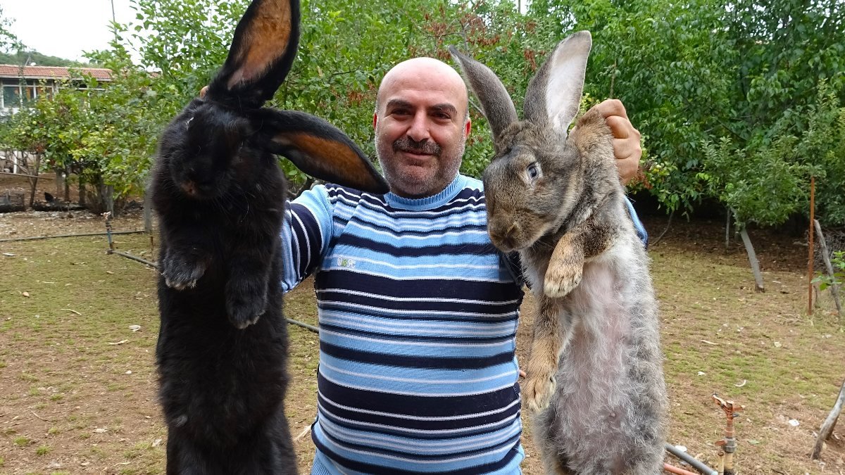 Tokat'ta dev tavşanlar görenleri hayrete düşürüyor
