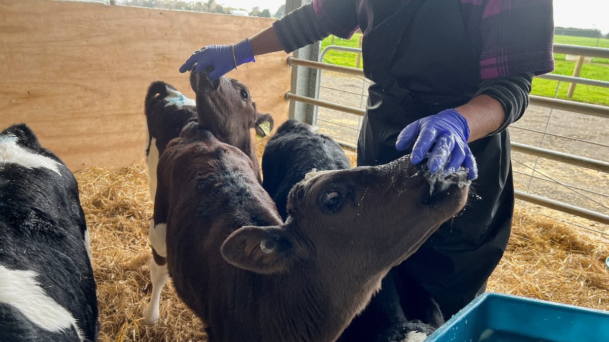 Yeni Zelanda'da emisyonlara karşı inek gazının vergilendirilmesi önerildi