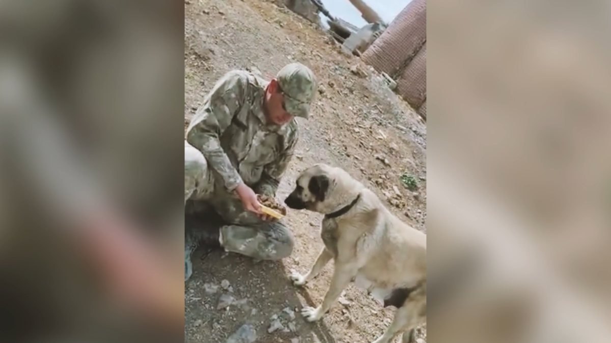 Mehmetçiğin baktığı kedi ve köpeğe sosyal medyada büyük ilgi