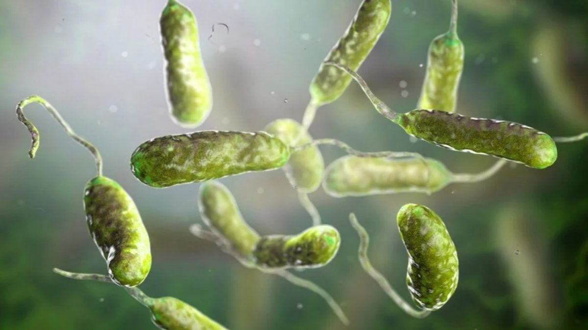 ABD'de et yiyen bakteri sebebiyle 65 vakadan 11'i öldü