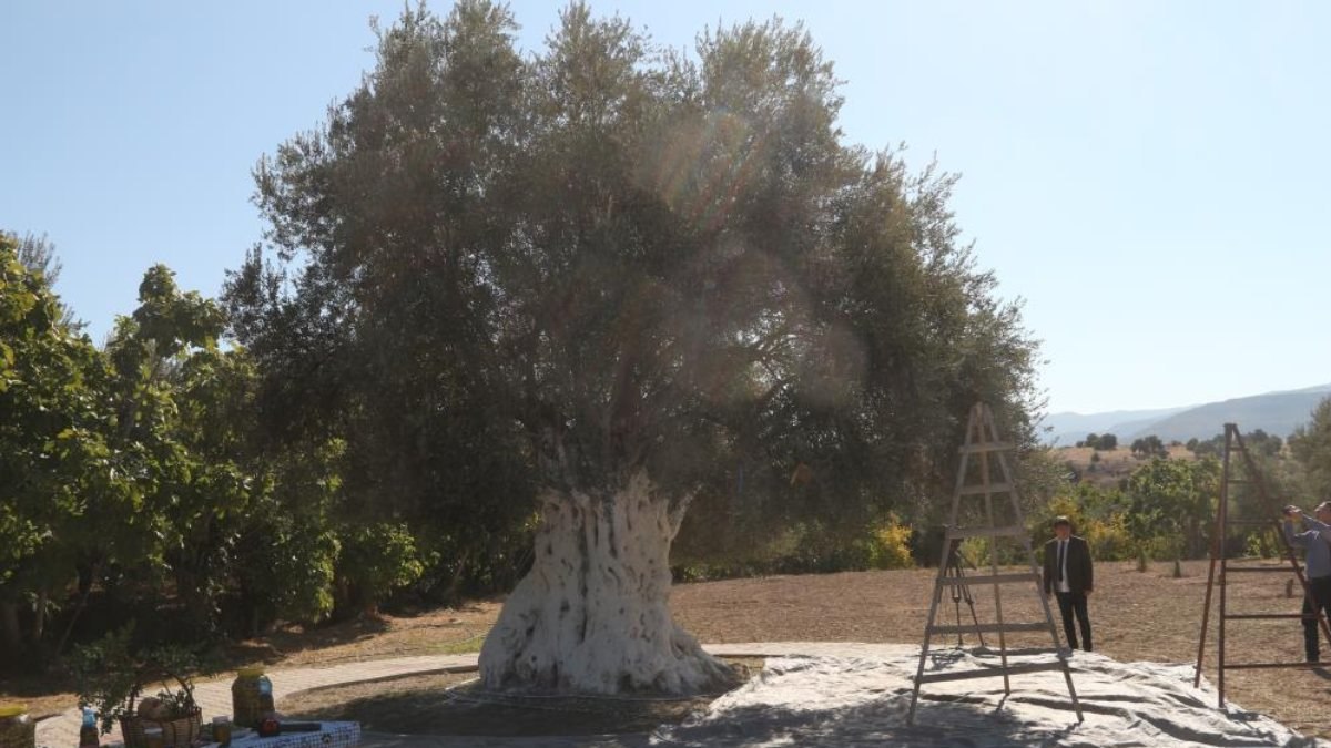 Mersin'de bin 300 yıllık zeytin ağacı 250 kilo ürün verdi