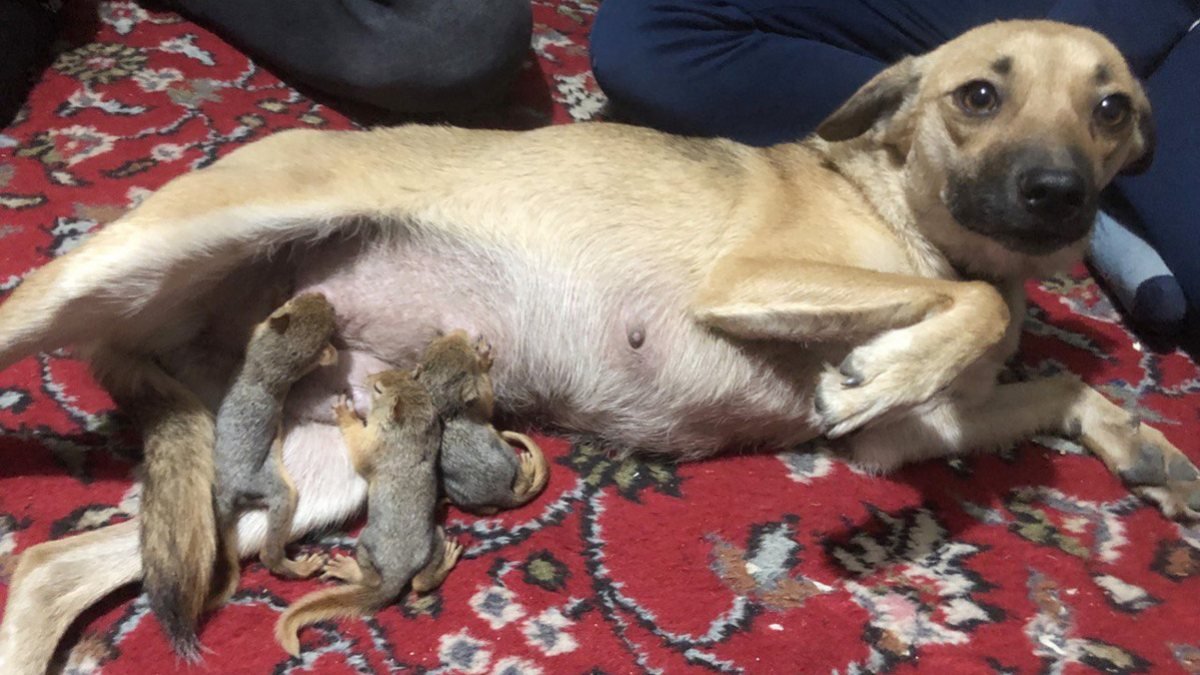 Isparta'da evsiz kalan sincaplara köpek annelik yaptı