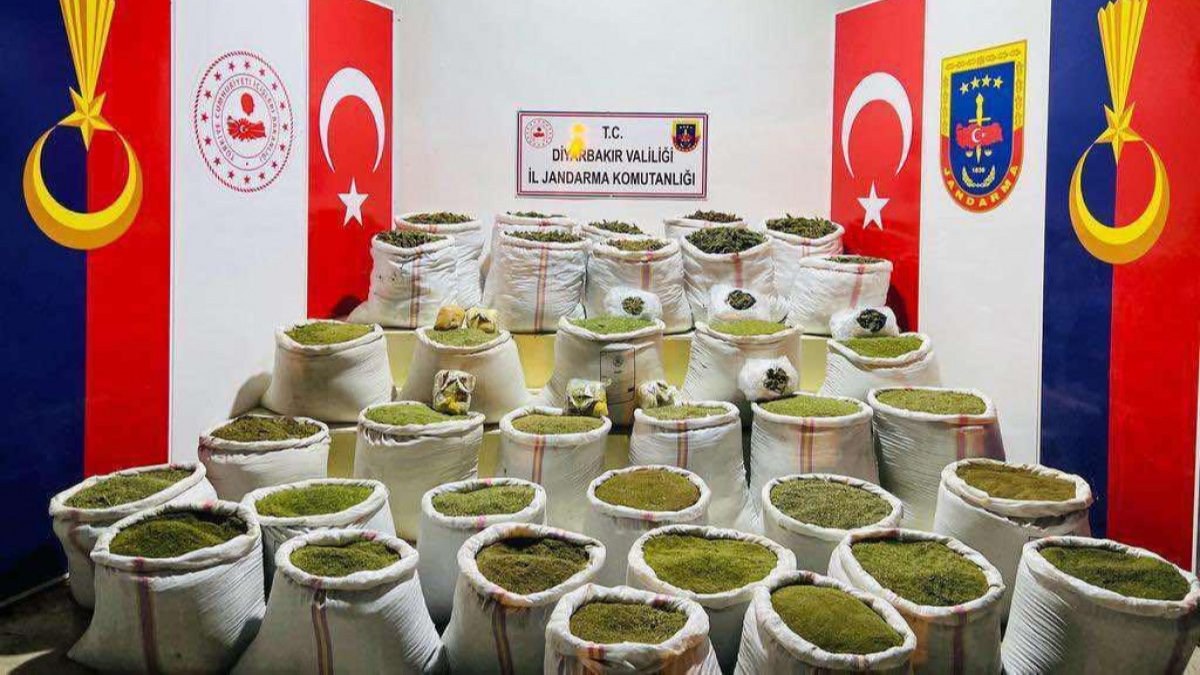 Diyarbakır'da 350 bin kök kenevir, 3 bin kök skunk ele geçirildi