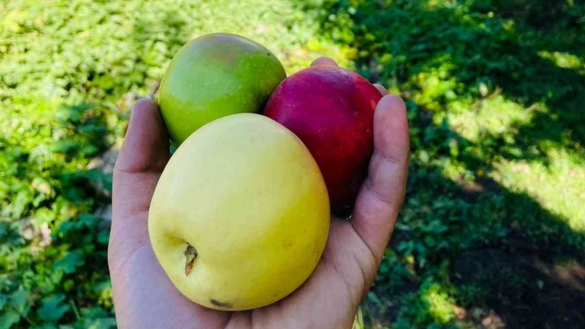 Bitlis’in Tatvan ilçesinde elma hasadı başladı