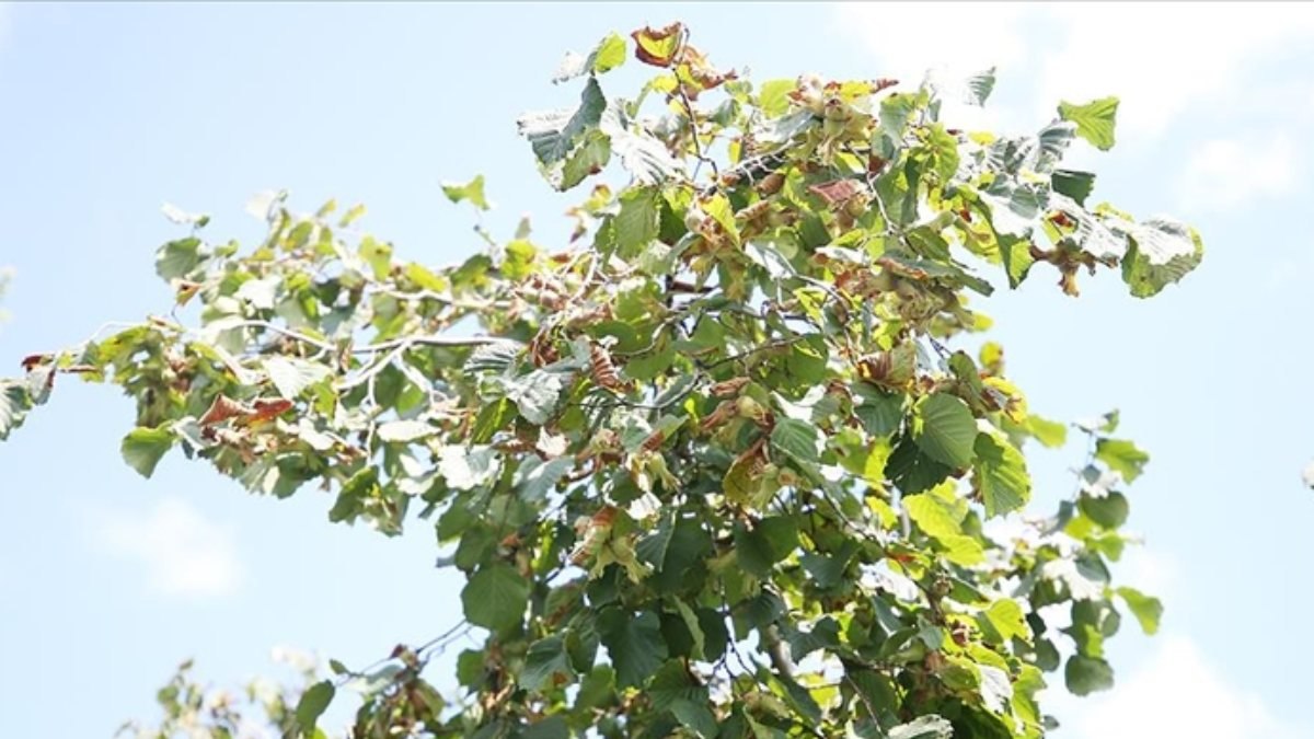 Ordu'da yaşlı adam, anız yakarken ateşin üzerine düştü