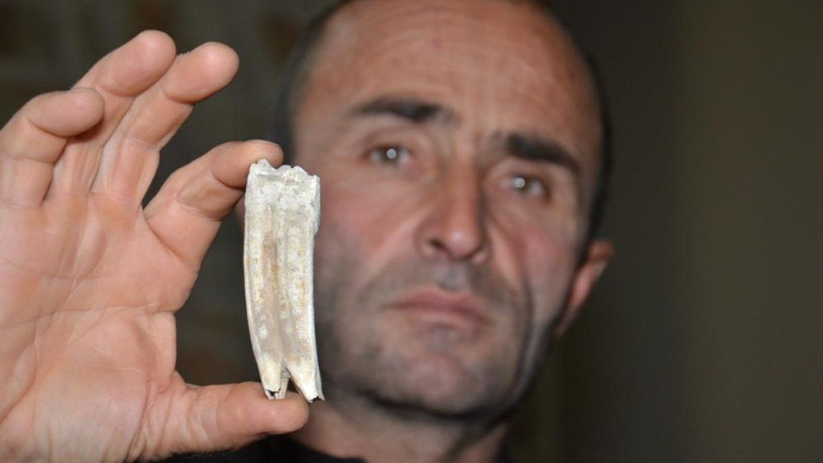 Kahramanmaraş'ta bulunan 16 milyon yıllık at dişi müzeye bağışlandı