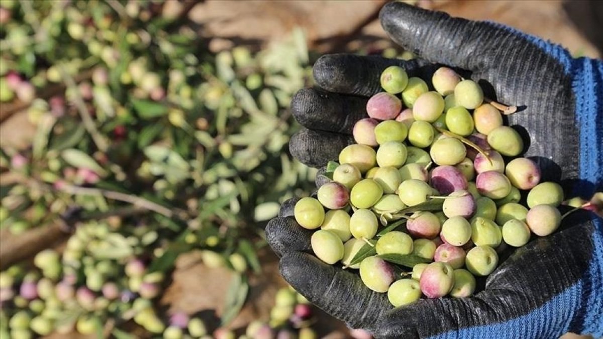 Marmarabirlik, zeytin alım fiyatlarını artırdı