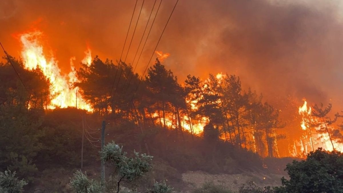 Ağaçlara yerleştirilen 'elektronik burun', orman yangınlarını haber verecek