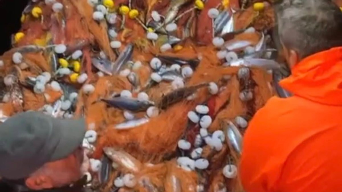 Çanakkale Boğazı'nda balıkçılar tek seferde 2 bin palamut yakaladı