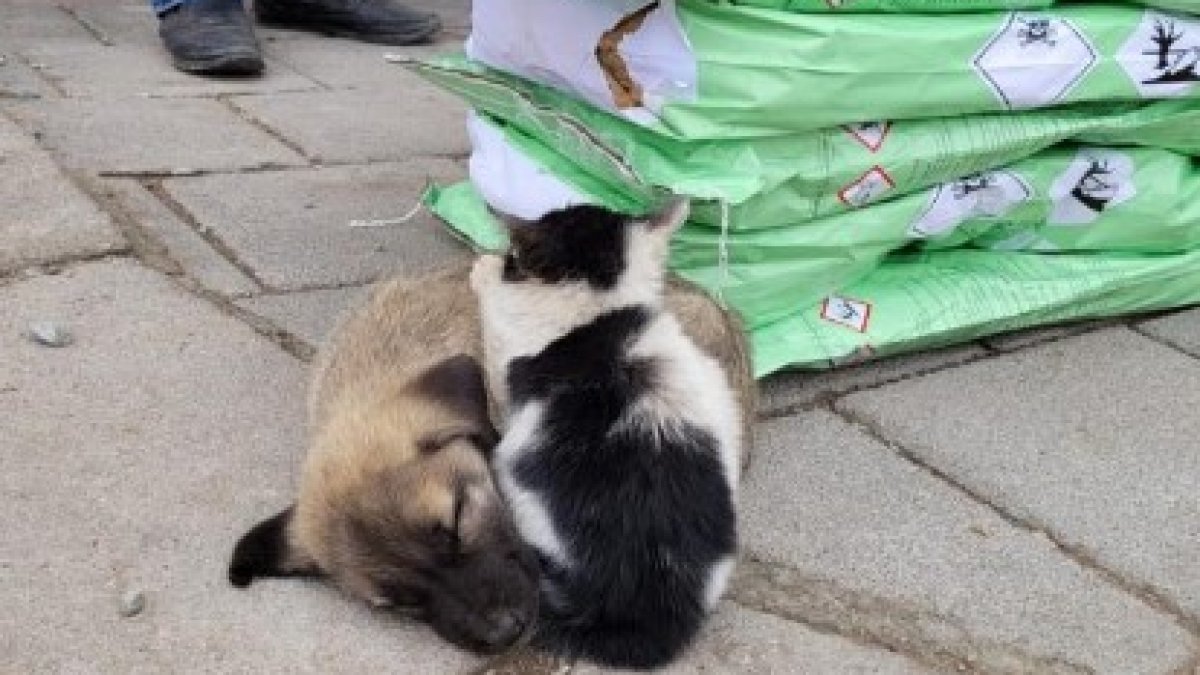 Malatya'da kedi ve köpek birbirine sarılarak ısınmaya çalıştı