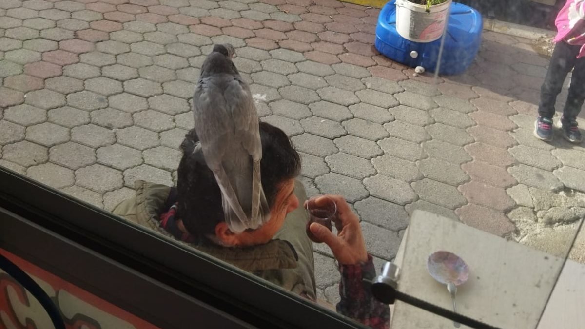 Çay içerken kafasına güvercin kondu: Yılbaşı bileti alacağım