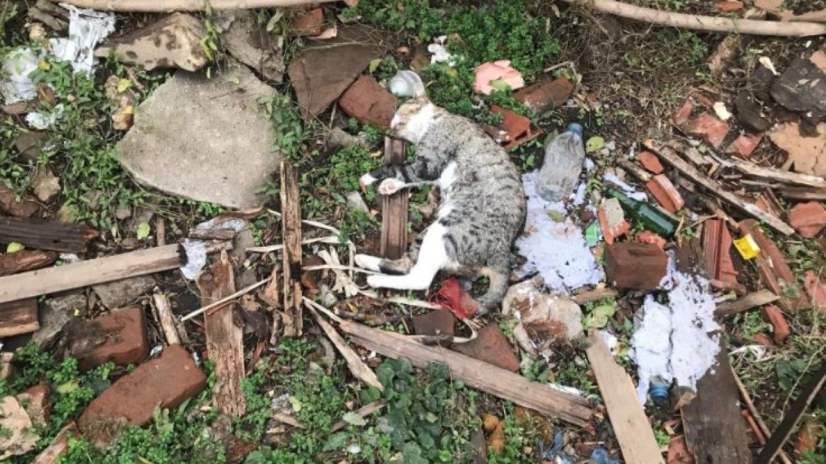 Edirne'de boş arsada telef olan kediler bulundu