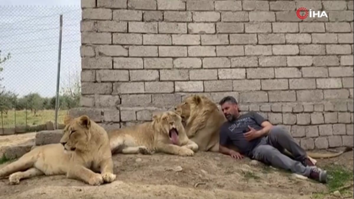 Diyarbakırlı Ahmet, 3 aslanla birlikte yaşıyor