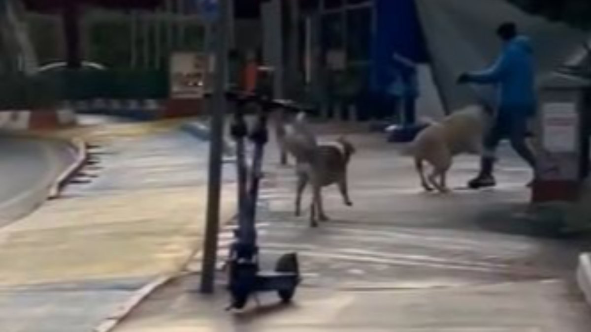 Antalya'da sokak köpeği saldırısı