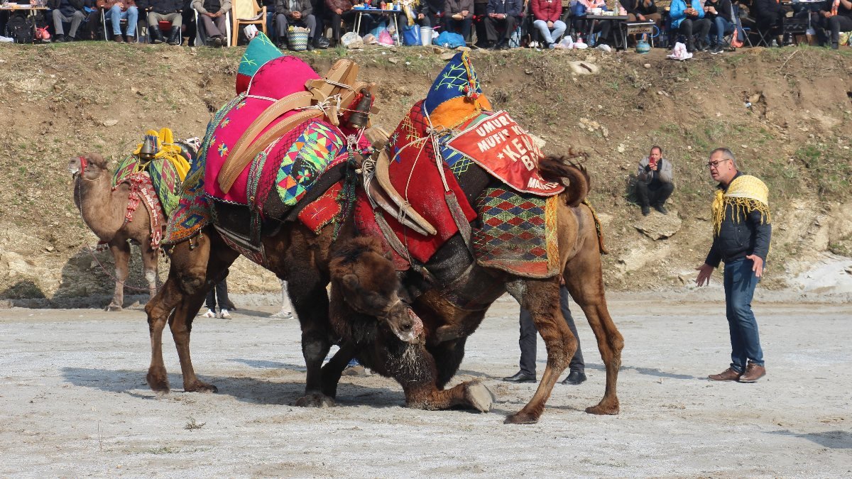 Aydın'da Koçarlı arenasında 150 deve kıran kırana güreşti