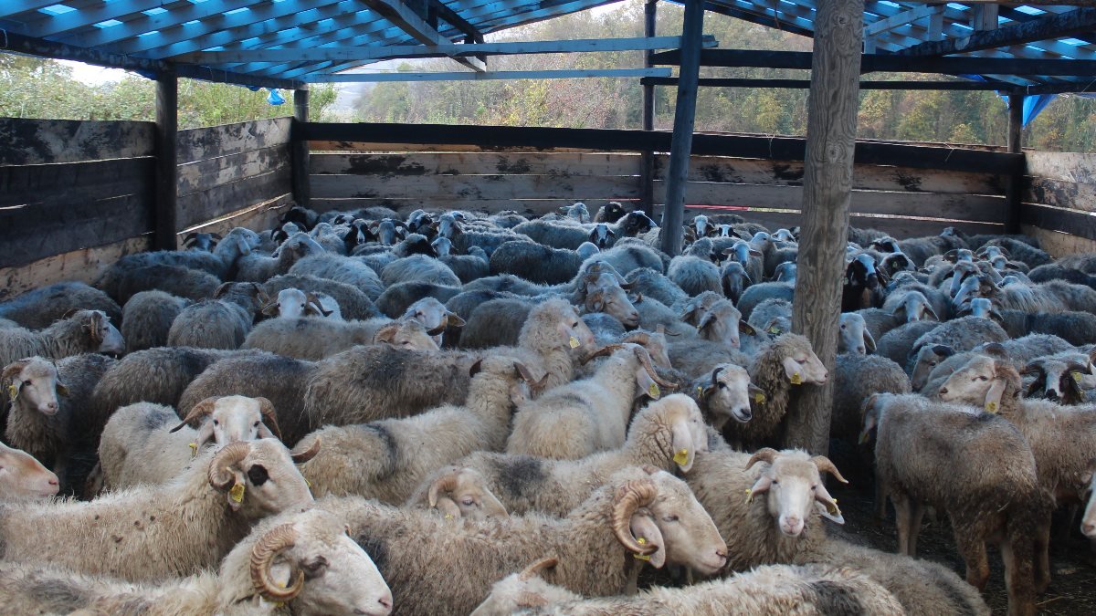 Sinop'ta bir gecede 50 koyunu çaldılar