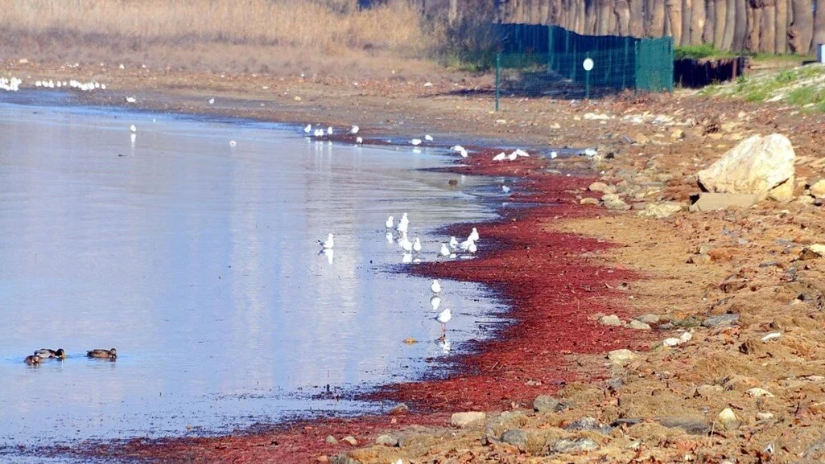 İzmit Körfez sahilini kırmızı yosun bastı