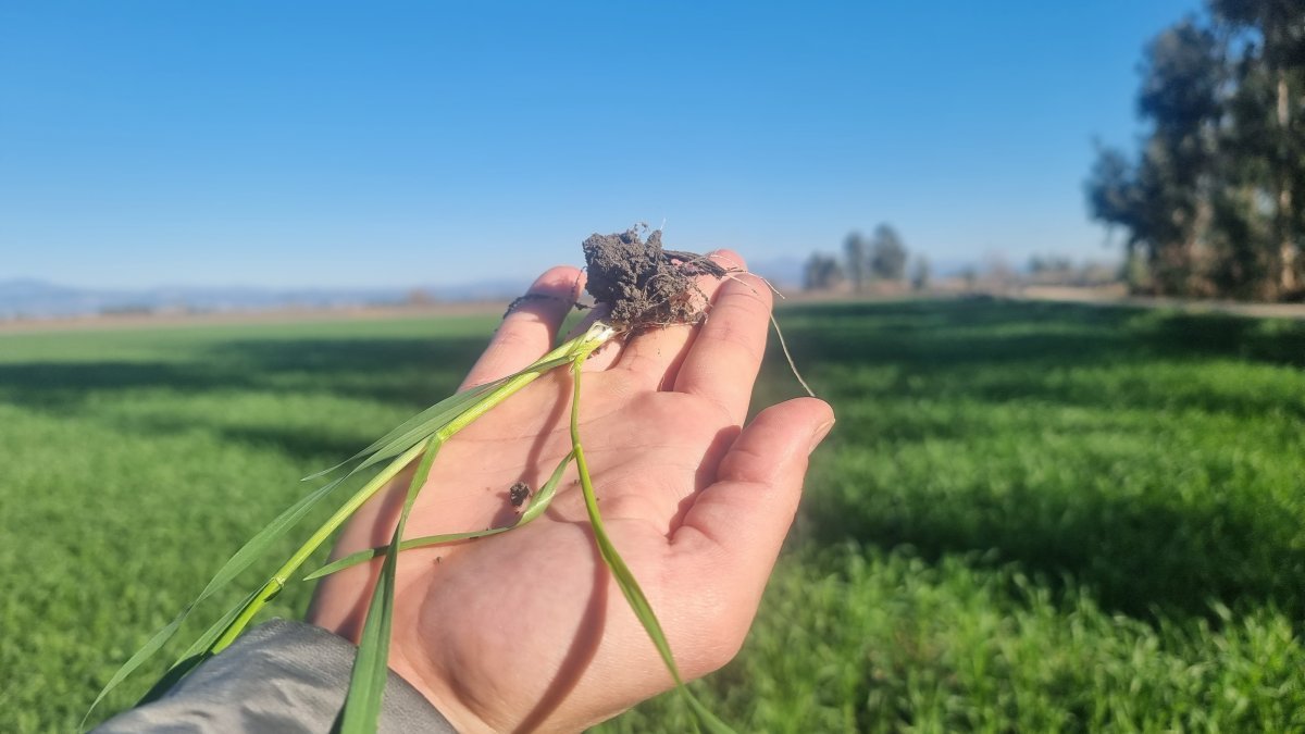 Adana'da buğday tarlaları yaz sıcağı tehdidi altında