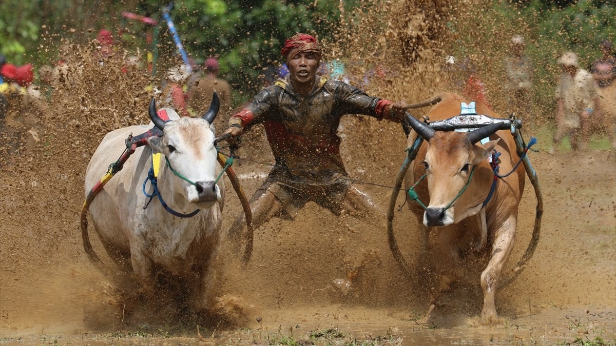 Endonezya'da geleneksel büyükbaş hayvan yarışı yapıldı