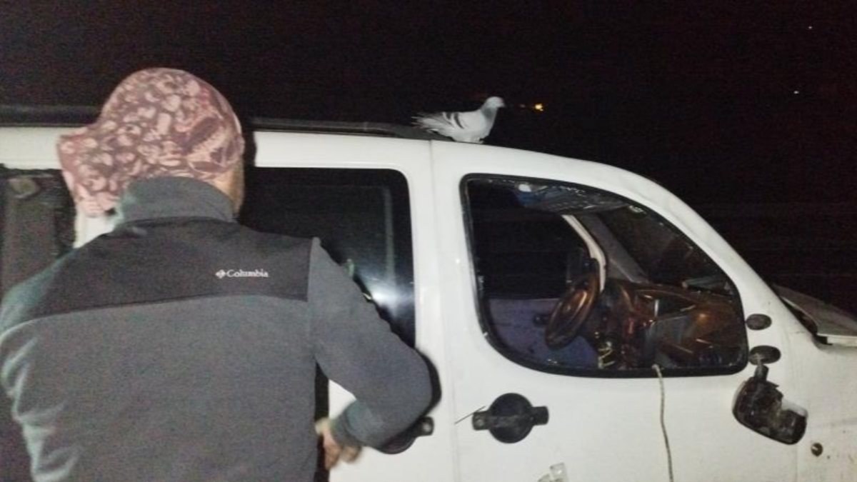 Bursa'da kaza yapan aracın başından ayrılmayan güvercin şaşırttı