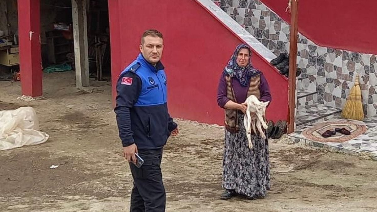 Samsun'da zabıta kuzunun sahibini anonsla buldu