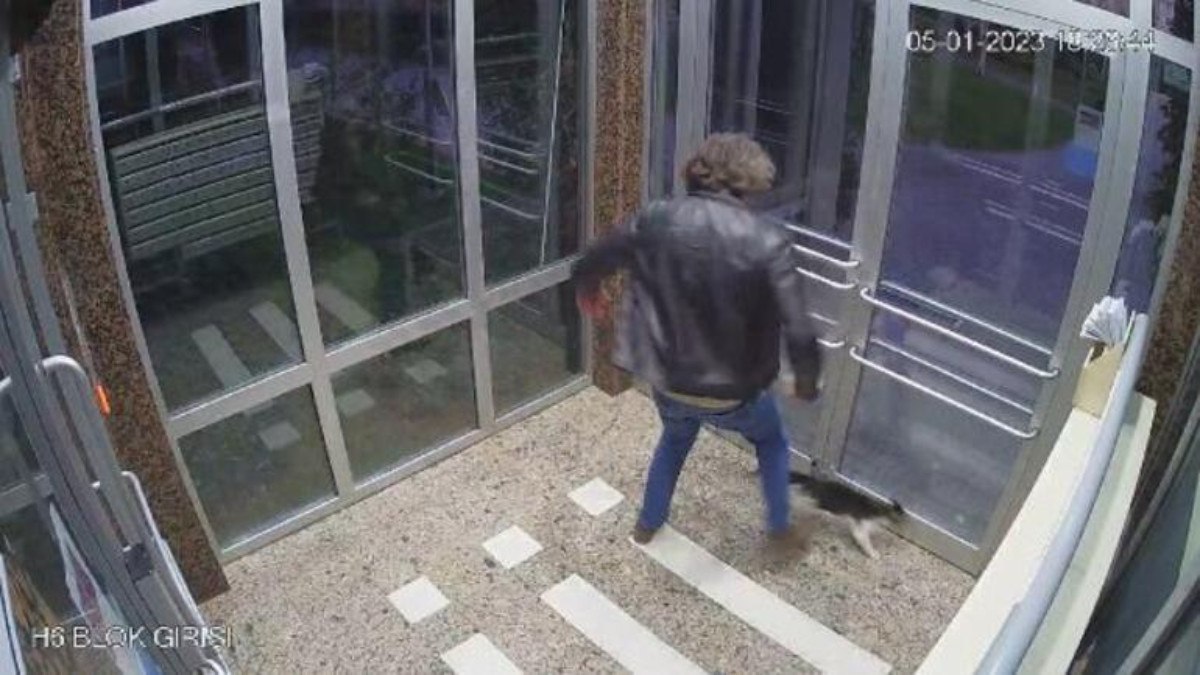 Küçükçekmece'de kedilere tekme atan şahıs gözaltına alındı