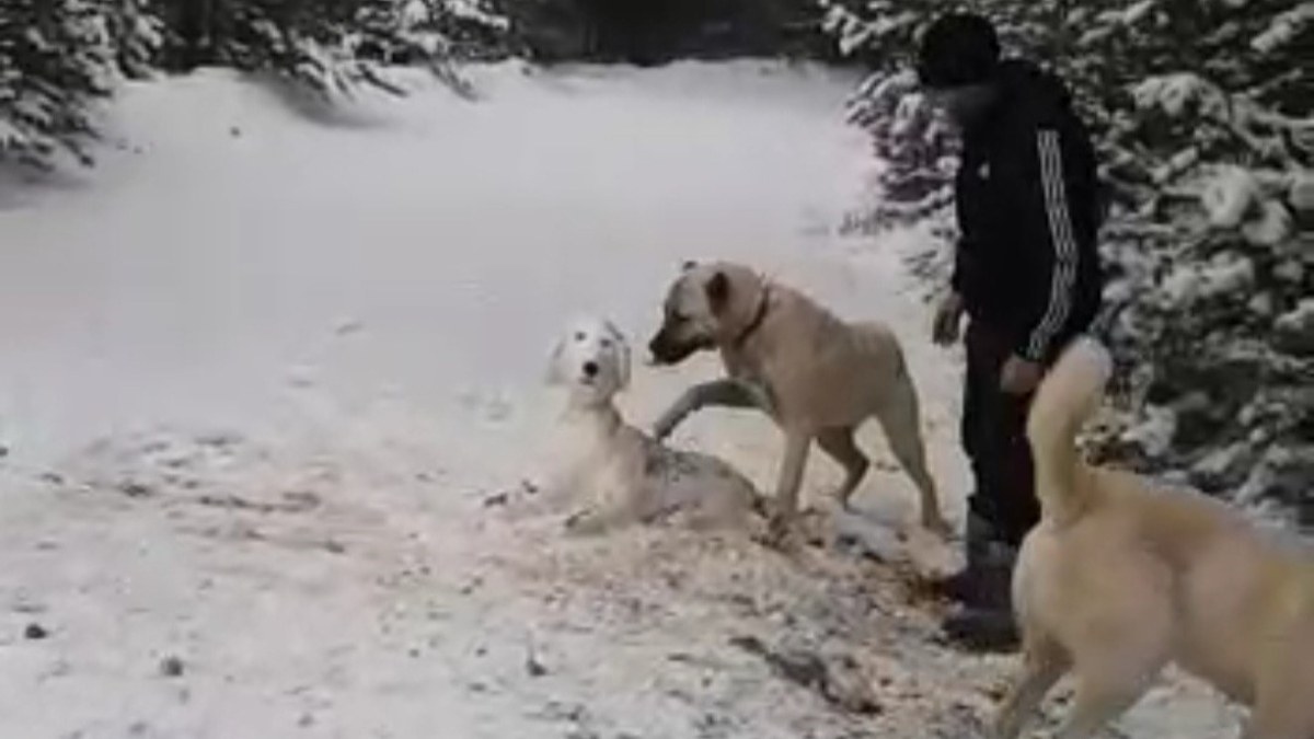 Karabük'te kangal, sahibinin yaptığı kardan köpeği kıskandı