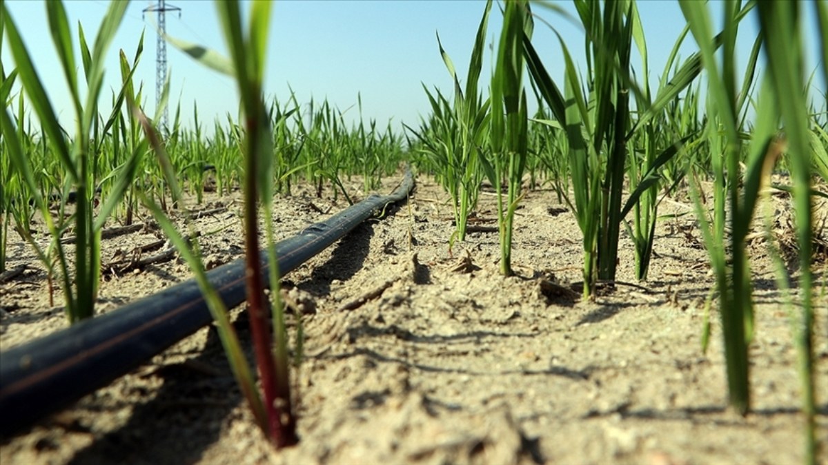 Buğday üretiminde damla sulama, yüzde 30 su tasarrufu sağladı