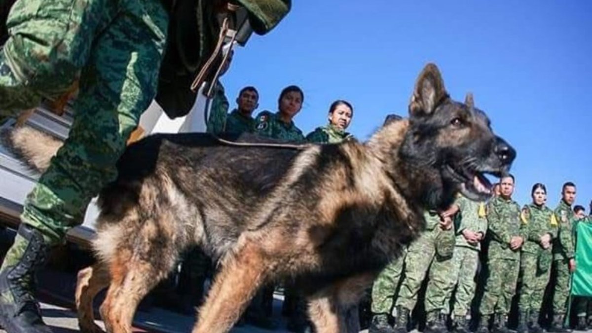 ENKAZ ALTINDA KALDI! Meksika arama kurtarma köpeği 'Proteo' hayatını kaybetti
