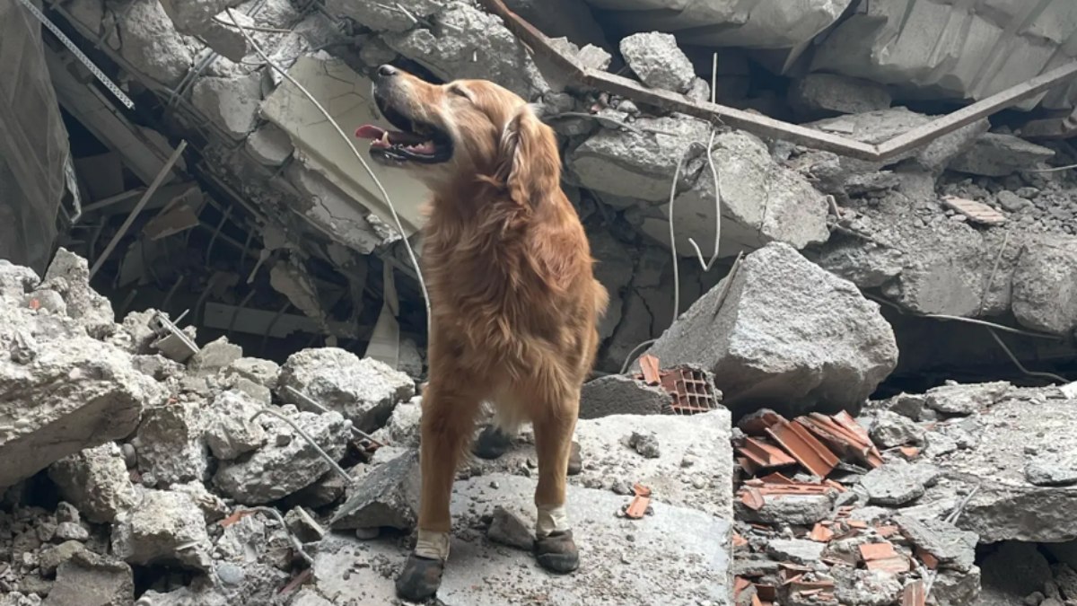 İsveç ekibinin köpeği Killian enkaz altından 17 can kurtardı