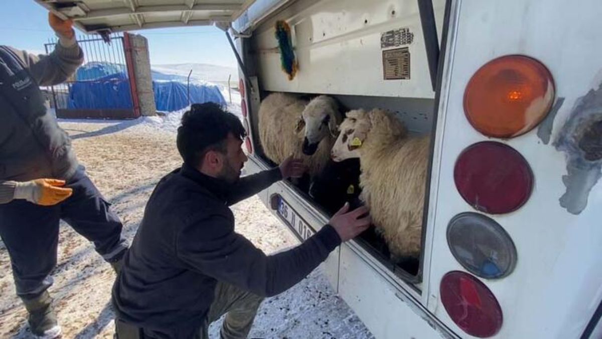 Kars'ta depremzedelere küçükbaş hayvan bağışı