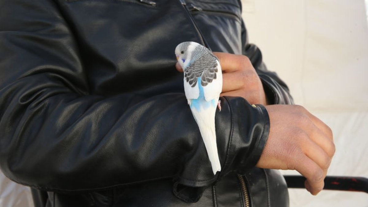 Osmaniye'de muhabbet kuşu Maviş'in sıra dışı çıkardığı ses, kurtulmalarını sağladı
